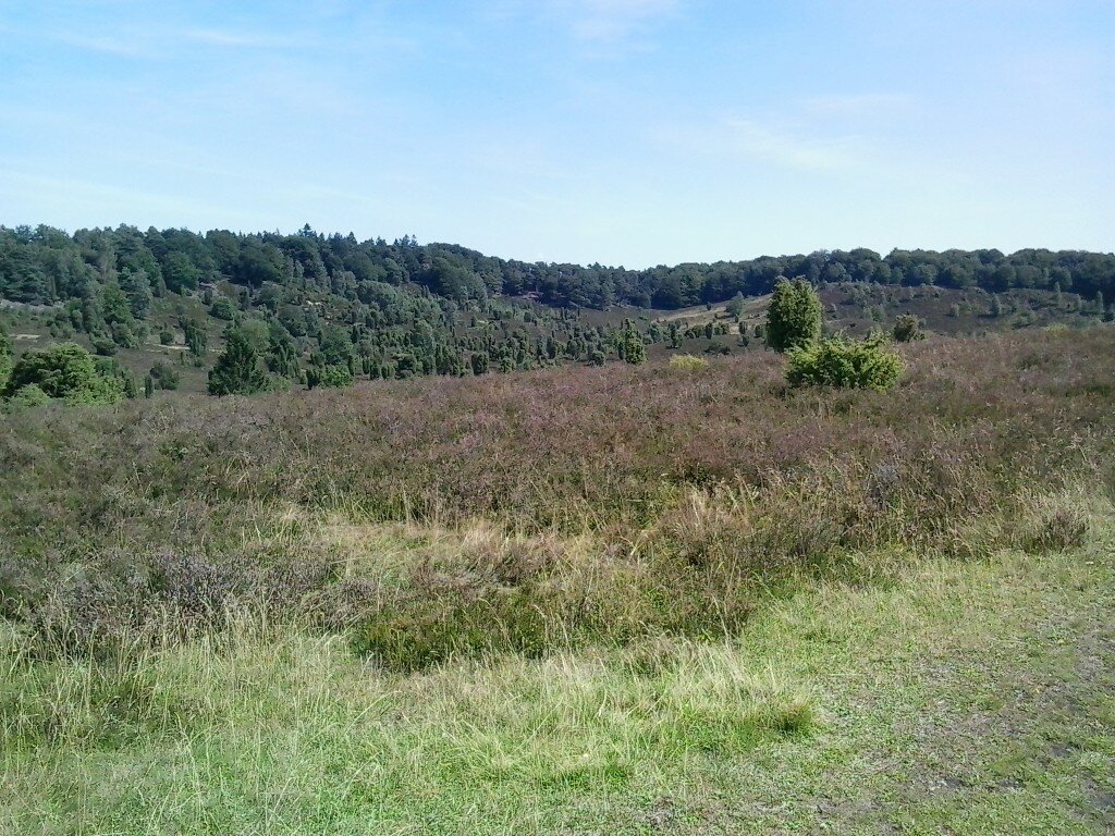 Heidelandschaft